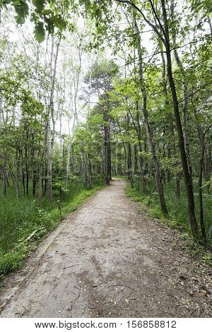 The natural park of Groane (Milan Lombardy Italy). Path.