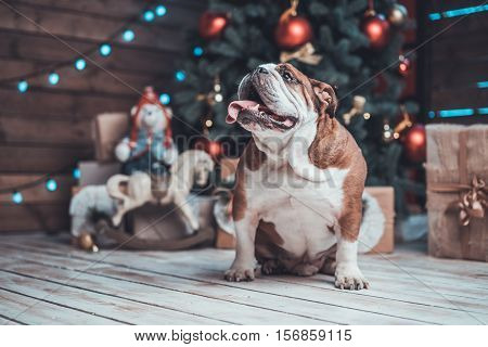 English bulldog with gifts uner xmas tree