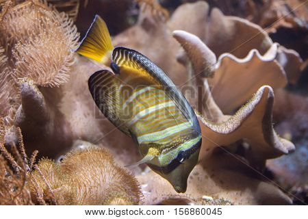 Sailfin tang (Zebrasoma veliferum). Wildlife animal. 