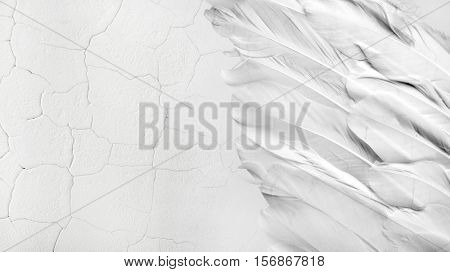 Old White feather