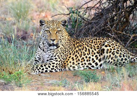 Wild leopard resting in shadow under bush in the African bushveld Namibia