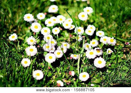 Beautiful white daisy flowers in the grass.