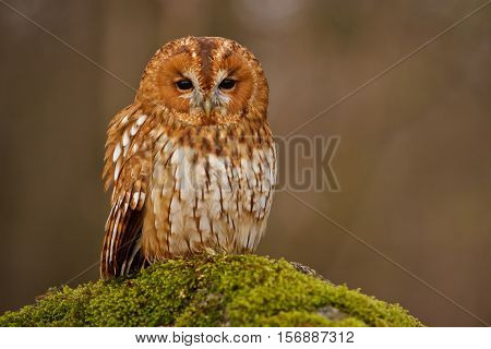 Tawny owl sitting at the moss branch