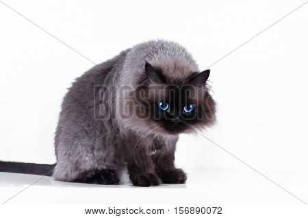 Himalayan cat with a hairstyle sits in a half-turn isolated in the studio