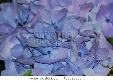 Flowering light blue hydrangea bush in bloom.