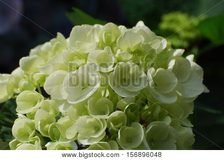 Blooming white hydrangea bush flowering during the summer.