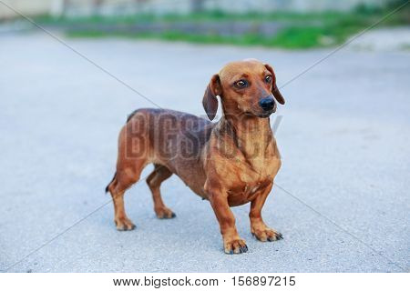 The small dog breed dachshund is walking outdoors
