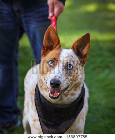  a cute red cattle dog with blue eyes in the grass at a park during summer with a leash and a bandana on 