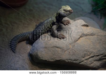 North African mastigure (Uromastyx acanthinura), also known as the Bell's dabb lizard. Wildlife animal. 