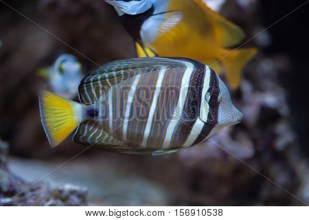 Sailfin tang (Zebrasoma veliferum). Marine fish.
