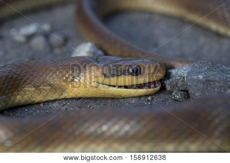 Brown Snake On Asphalt Road