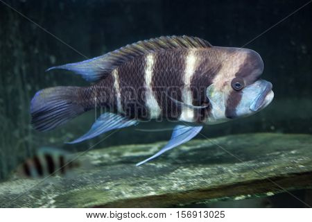 Frontosa (Cyphotilapia frontosa), also known as the humphead cichlid. 
