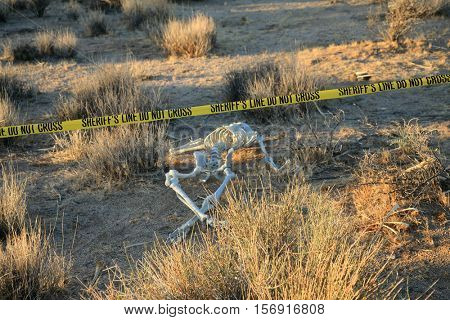 Crime Scene. Skeleton partially buried in dirt in a desert. Forensic Crime Scene. Murder Scene. CSI Investigation.  