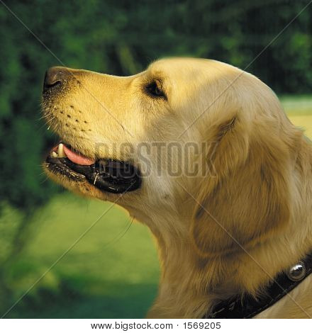 犬