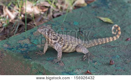 lizard sits on green sheet in Varadero, Cuba