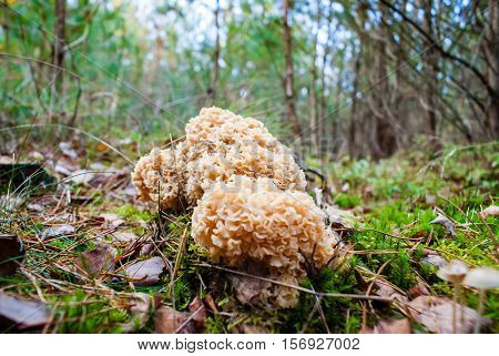 Macro of uneatable mushrooms growing in autumn forest. Close up of different poisonus toadstools