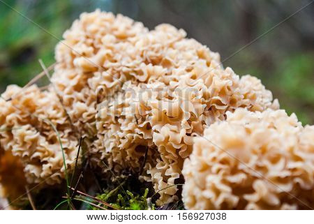 Macro of uneatable mushrooms growing in autumn forest. Close up of different poisonus toadstools