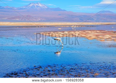 Close up of a flamingo in the Laguna Chaxa a lagoon in the National reserve Los Flamencos close to San Pedro de Atacama in the Atacama desert in Chile South America