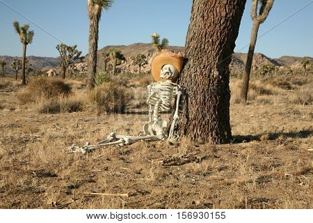 A skeleton lays against a Joshua Tree in the Joshua Tree National Forest. Could be a Crime Scene or a Lost Hiker who never found his way home. You decide. Converted to Black and White for effect.