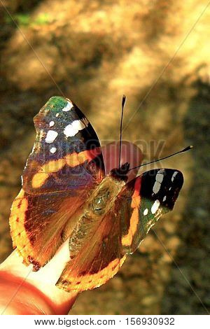 a butterfly on the finger. Insects, nature, animals
