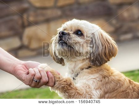 Portrait od a Maltese dog shaking woman hand