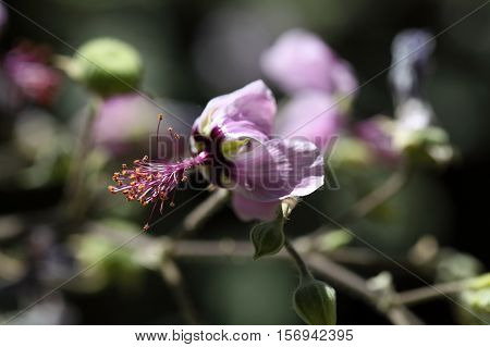 Flower of the African Malvaceae Abutilon longicuspe.