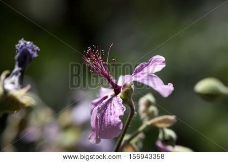 Flower of the African Malvaceae Abutilon longicuspe.
