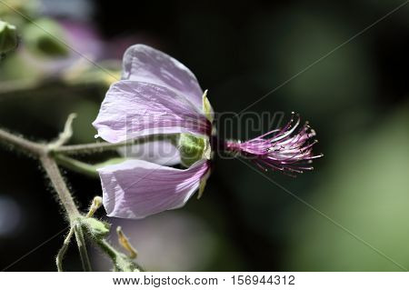Flower of the African Malvaceae Abutilon longicuspe.