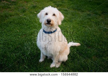 Labradoodle Sits and Looks at Camera obediently