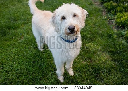 Labradoodle Stands and Looks at Camera with a green grass background