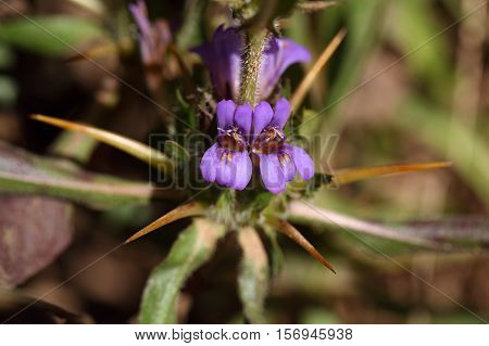 Flowers of Hygrophila auriculata a medical plant in South Asia and Africa.