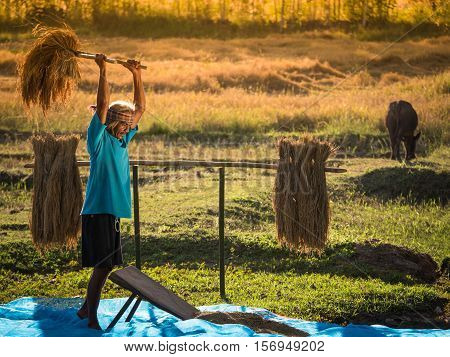Farmers rice grain threshing during harvest time in northeast Thailand.