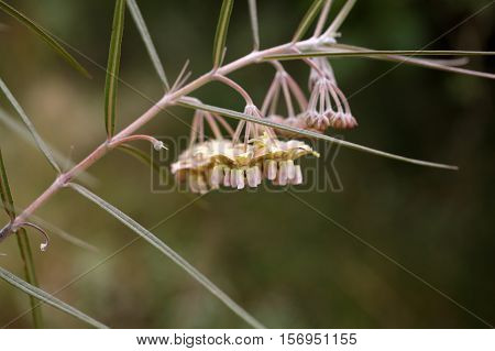 Flowers of the shrub Gomphocarpus purpurascens a medical plant in East Africa.