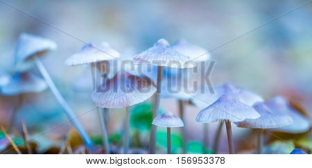 Macro Of Small Uneatable Mushrooms Growing In Autumn Forest