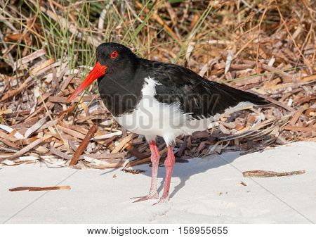 A Pied Oystercatcher on a beach at Rottnest Island near Perth in Western Australia.