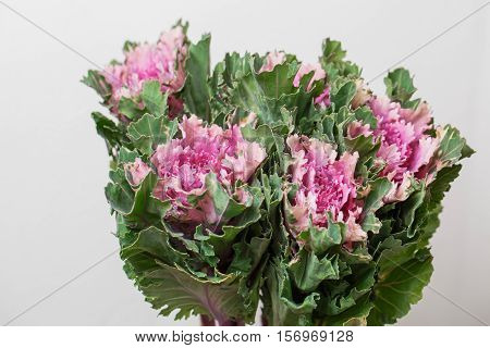 bunch Ornamental Kale - Brassica Oleracea white background