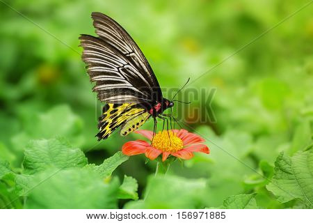 Butterfly on orange flower ( The Golden Birdwing )