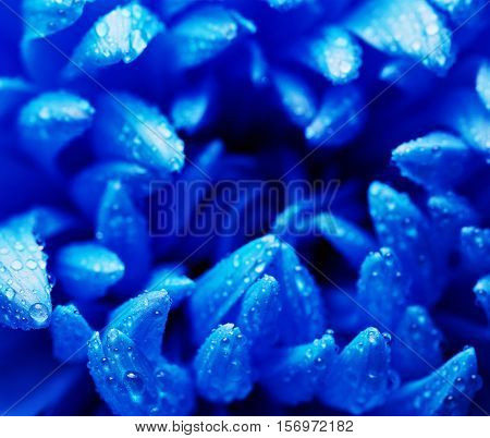 Blue flower