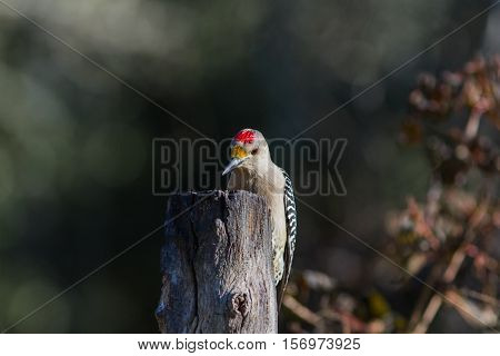 Golden-fronted woodpecker on top of dead tree looking for suet and bugs.