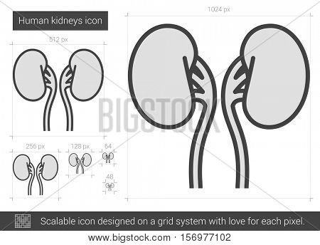 Human kidneys vector line icon isolated on white background. Human kidneys line icon for infographic, website or app. Scalable icon designed on a grid system.