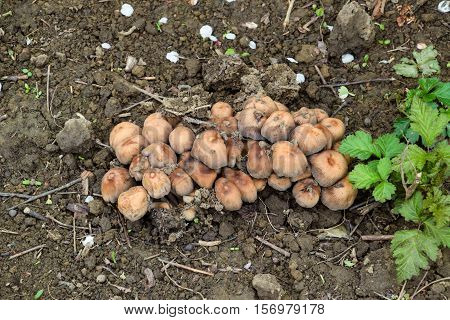 False Mushrooms On The Ground. The Growth Of Fungi On Moist Soil.
