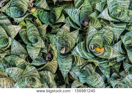 Sansevieria plant,Beautiful small green plant in garden