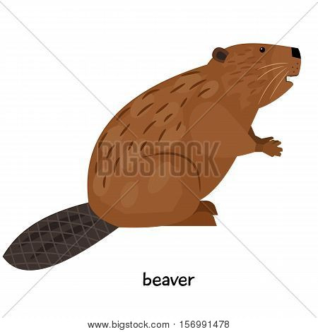 Brown beaver with unusual tail and short legs