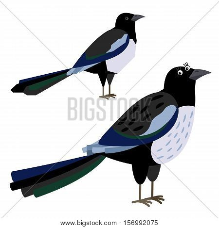 Сurious magpie with beautiful feathering and tail