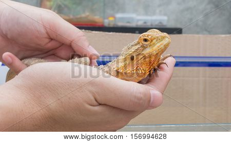 Hand Hold Yellow Bearded Dragon .