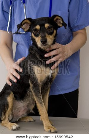 En sød hund får en check på euds kontor