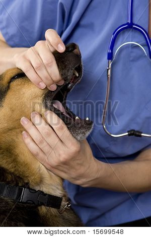 En sød hund får en check på euds kontor