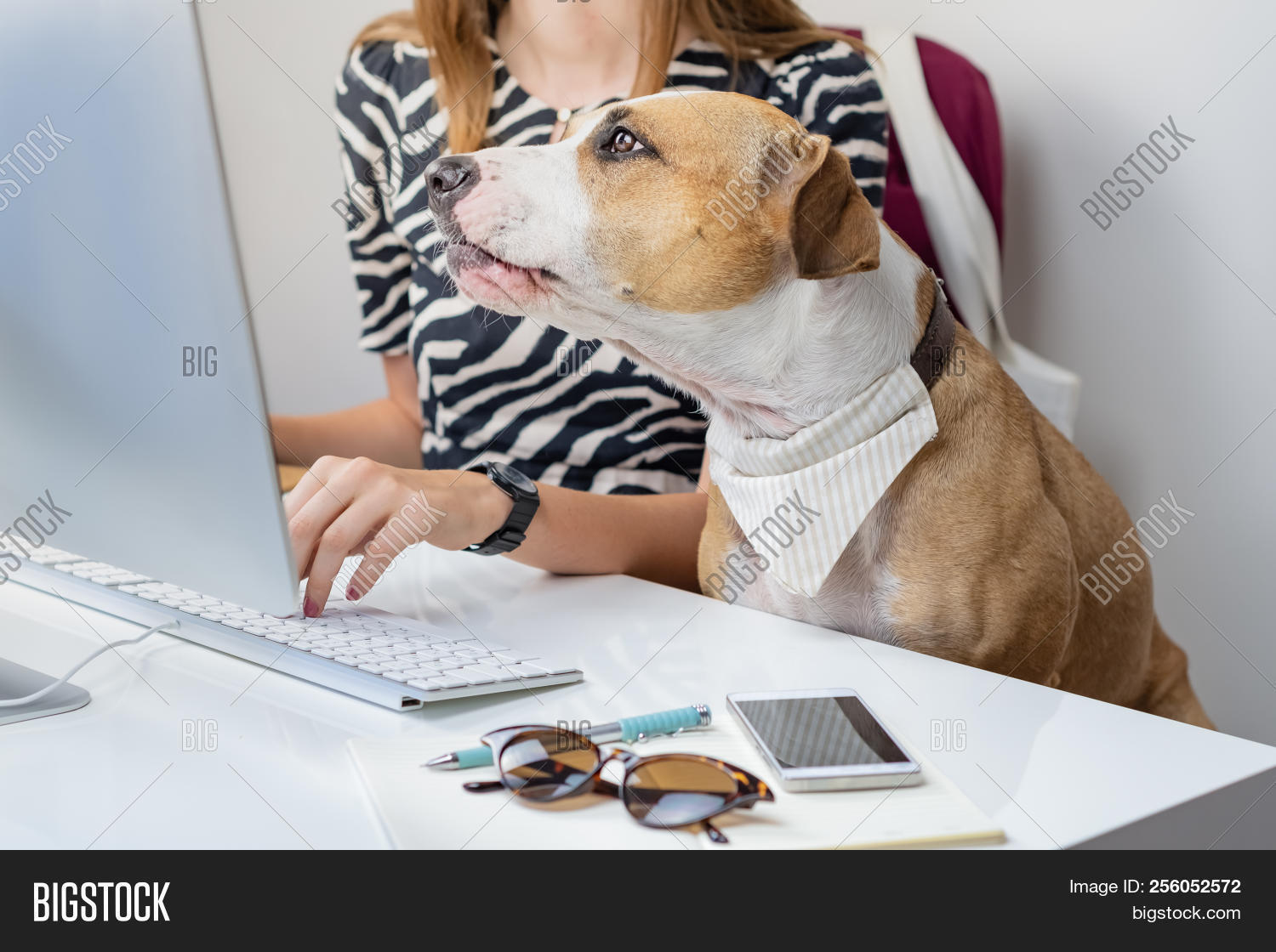 Going Work Pets Image & Photo (Free Trial) Bigstock