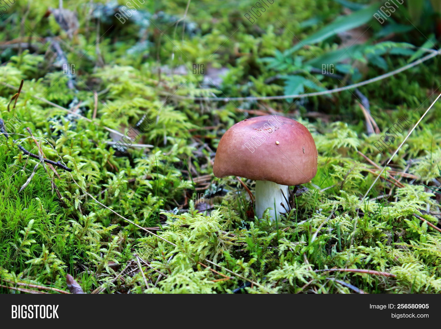 Brown Edible Mushrooms Image & Photo (Free Trial) Bigstock