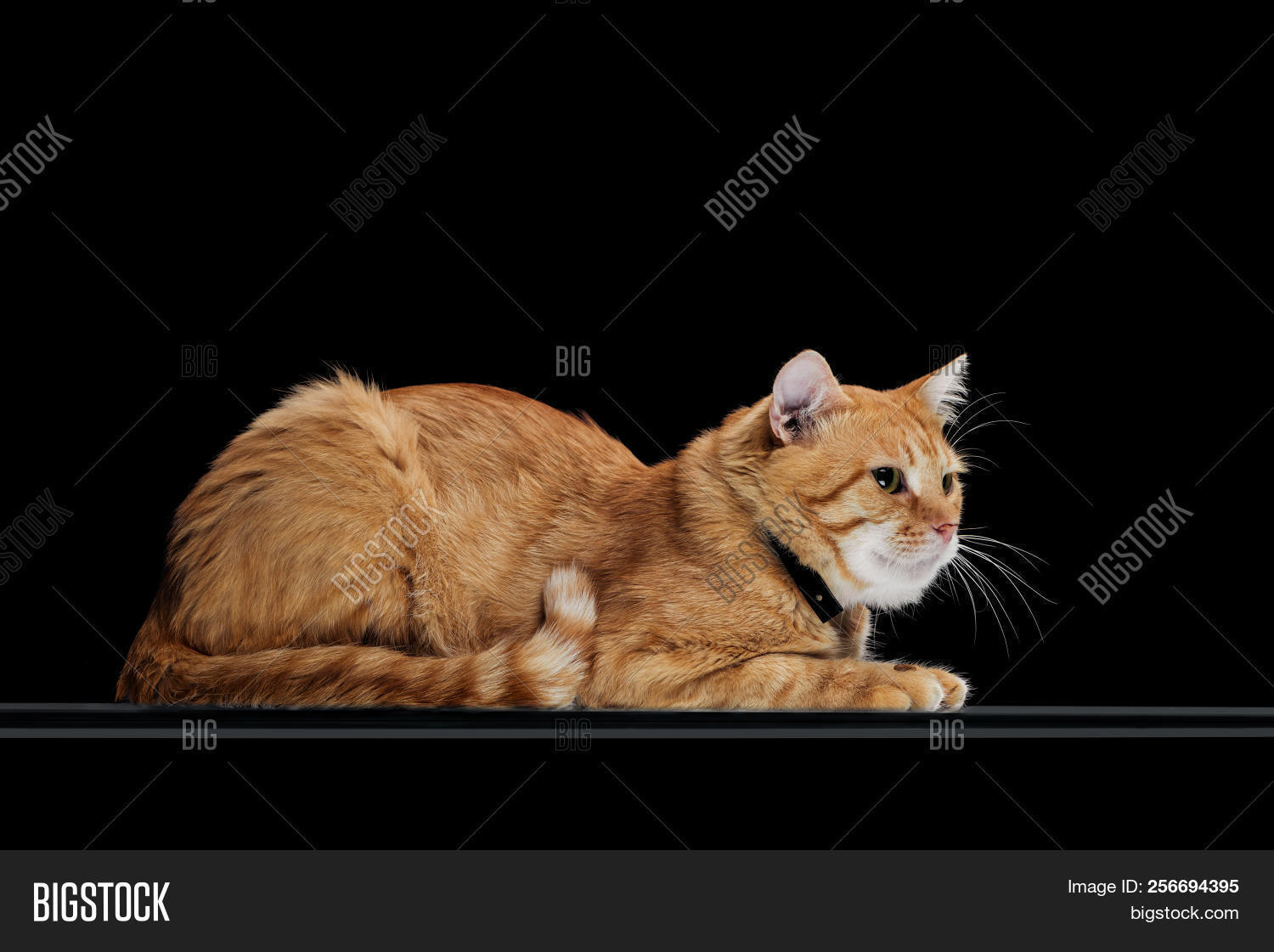 котик поджал лапки. кошка поджала лапки. лежачий кот. кошка лежит поджав лапки. котики на стеклянном столе.